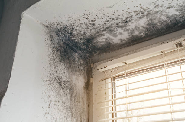 Mold Removal service in Abingdon